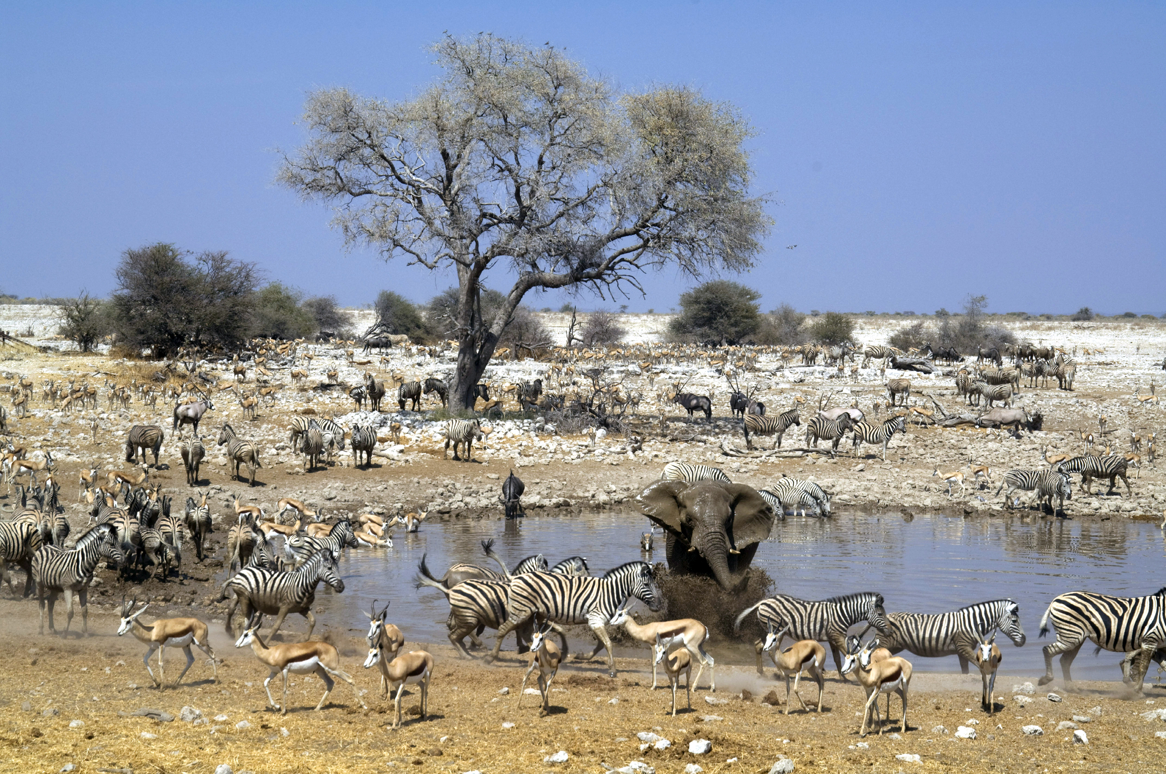 African Animals at Watering Hole