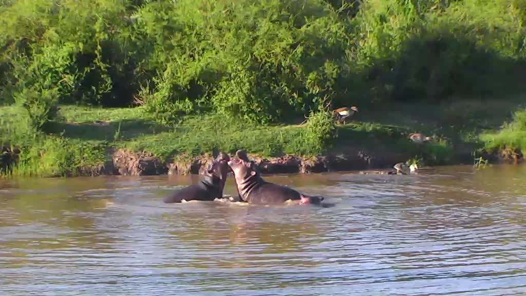 African Animals at Watering Hole