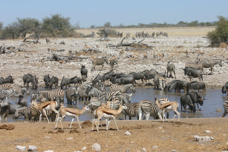 African Safari Watering Hole