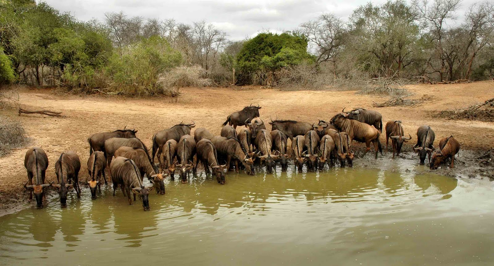 African Watering Hole Animals