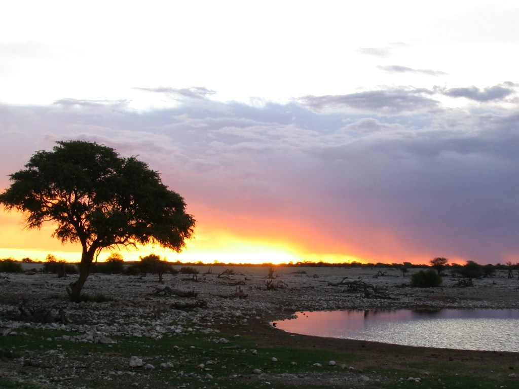 African Watering Hole Animals