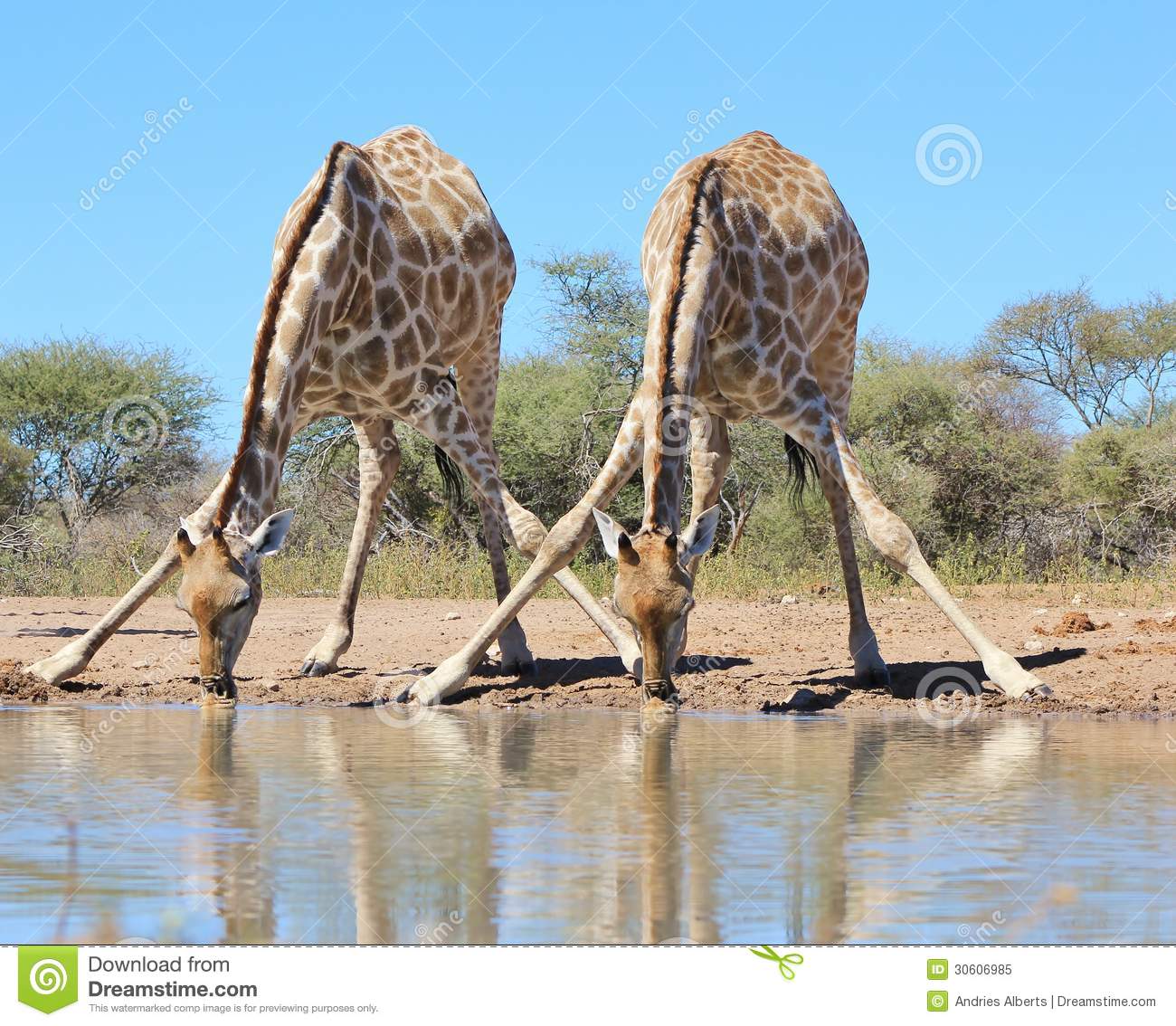 African Wildlife Watering Hole