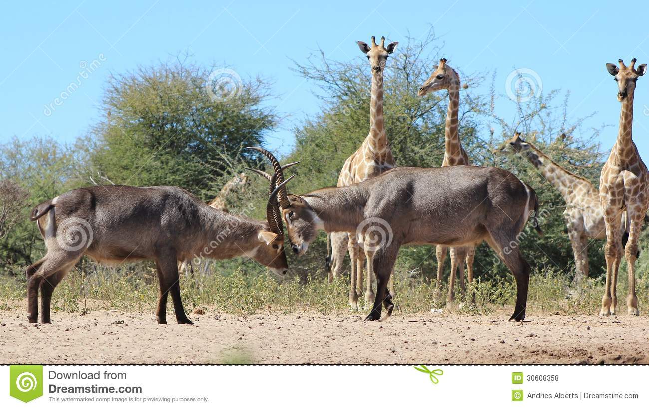 African Wildlife Watering Hole