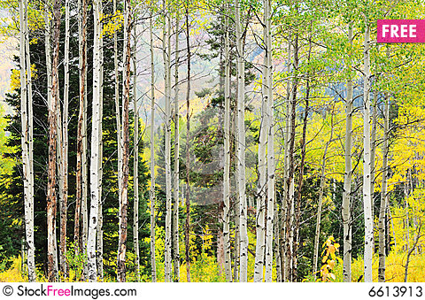Aspen Trees Photography