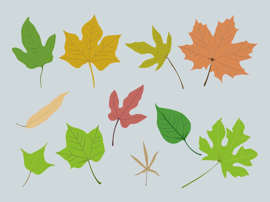 Autumn Leaves Vector Free