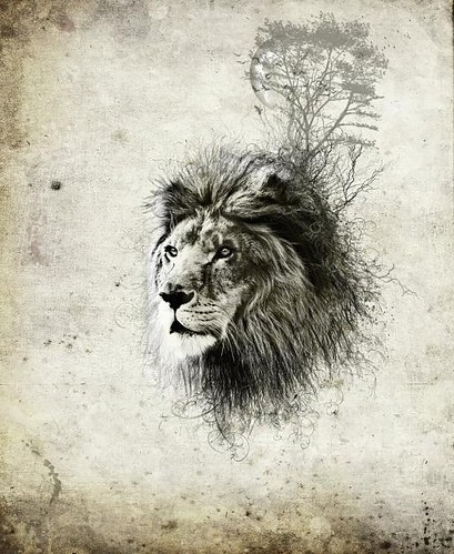Beautiful Lion Drawing