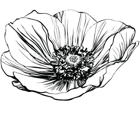 Black and White Poppy Flower