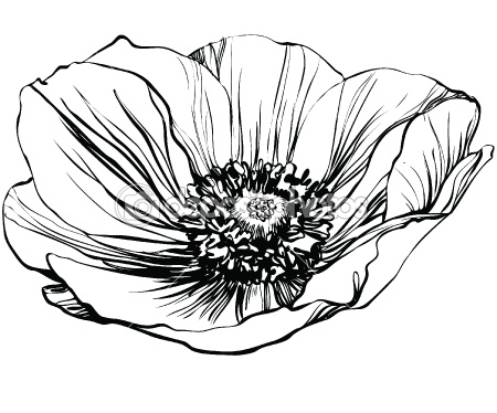 Black and White Poppy Flower Black and White Poppy Flower