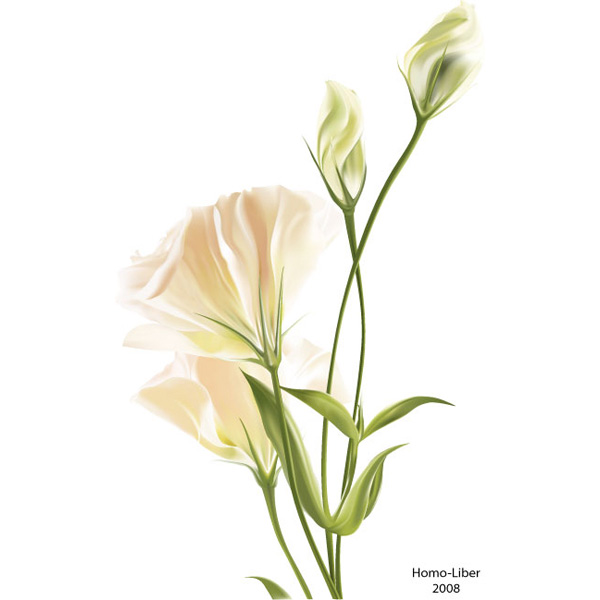 Delicate White Flower Graphics Free