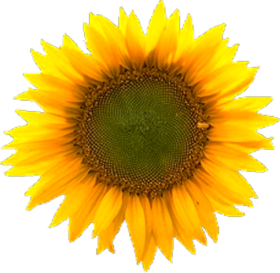 Flower PSD Flower PSD