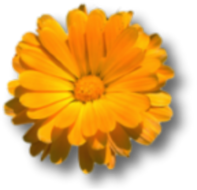 Flower PSD Flower PSD