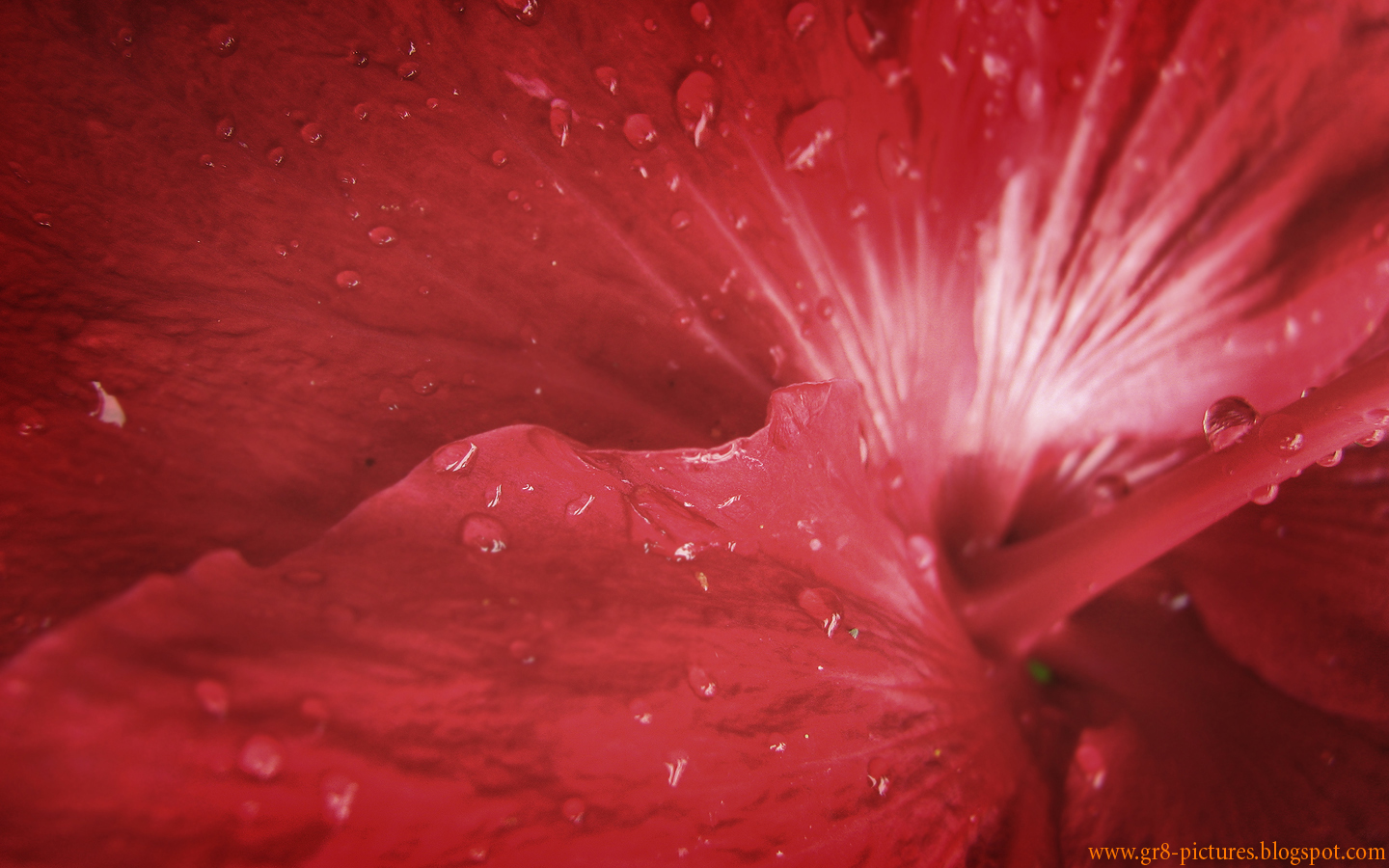 Flowers Red Rose Petals