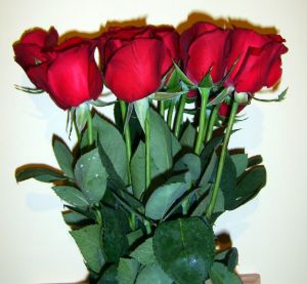 Free Dozen Roses