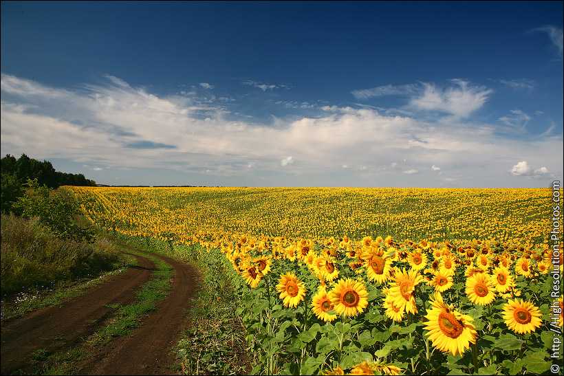 Free High Resolution Summer Photography