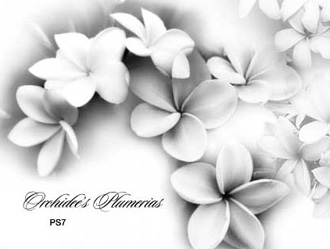 Free Photoshop Flower Brushes Free Photoshop Flower Brushes