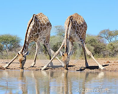 Giraffe at Watering Hole