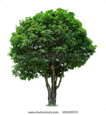Mango Tree Clip Art