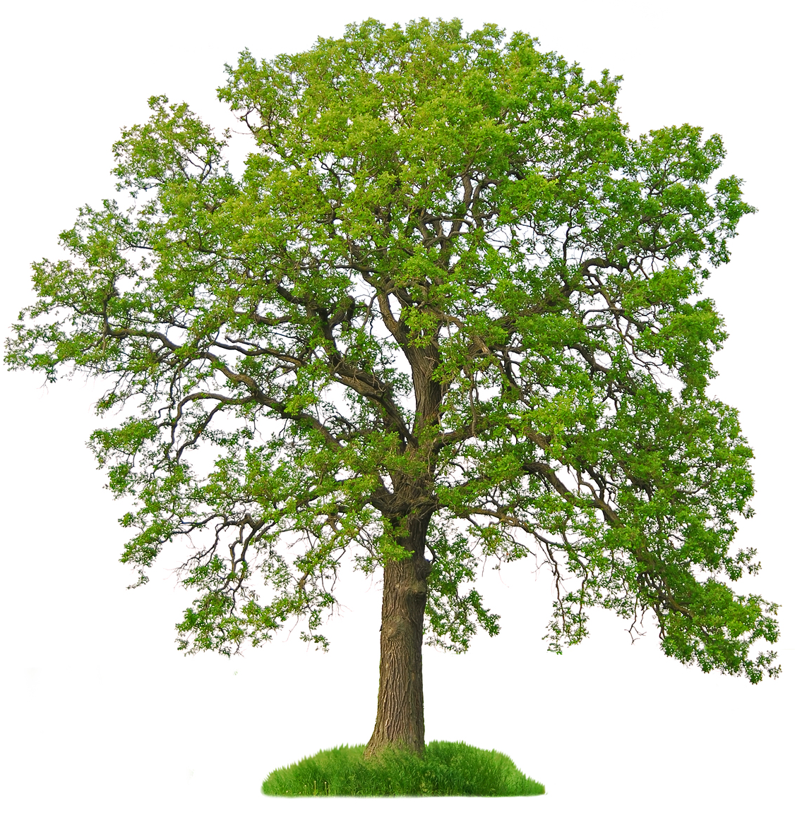 Oak Tree with White Background