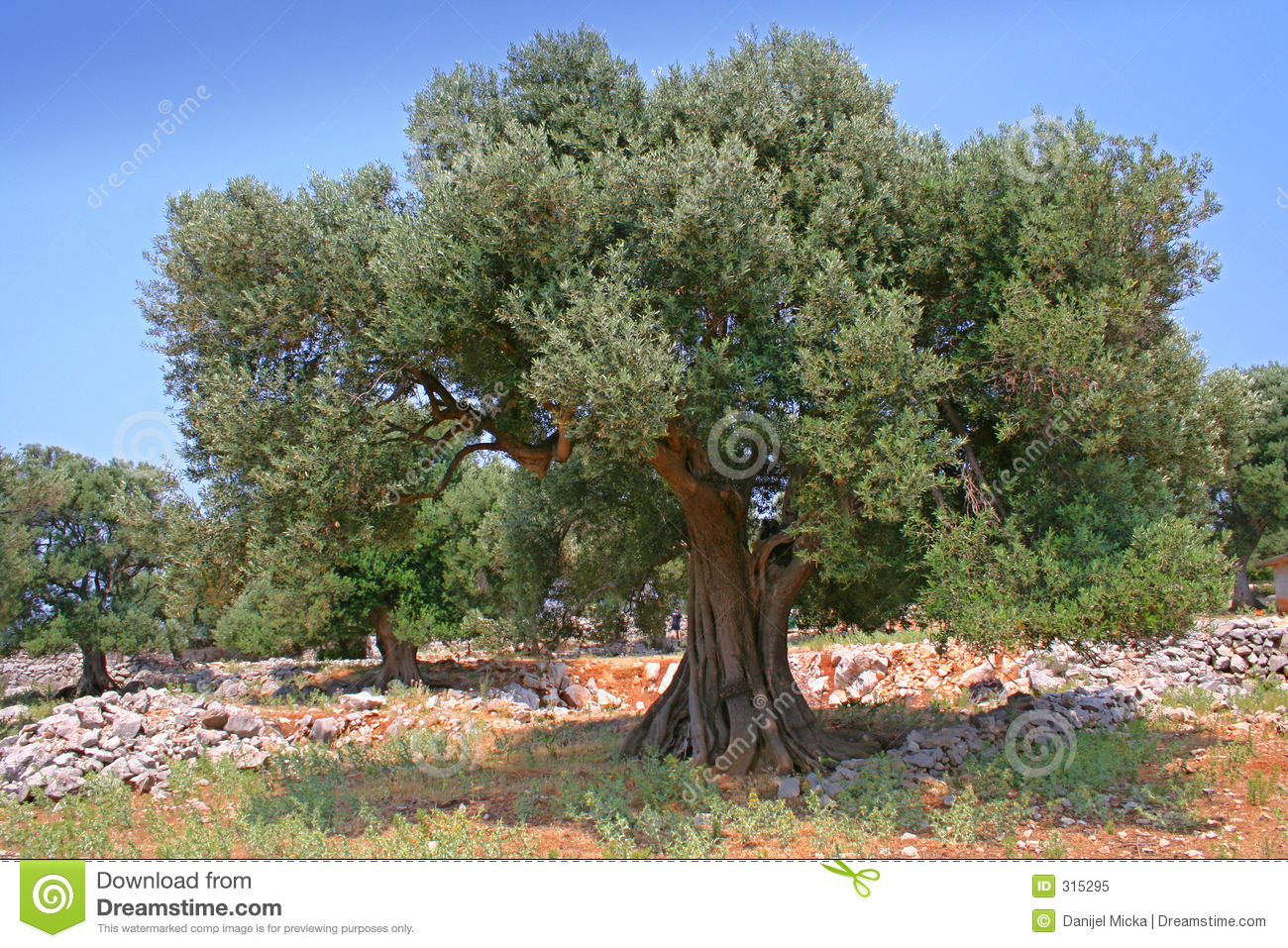Olive Tree