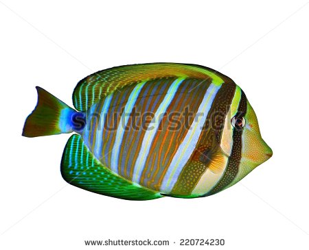 Pacific Sailfin Tang Fish