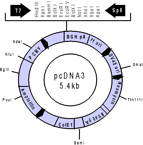 pcDNA3.1 Vector Sequence