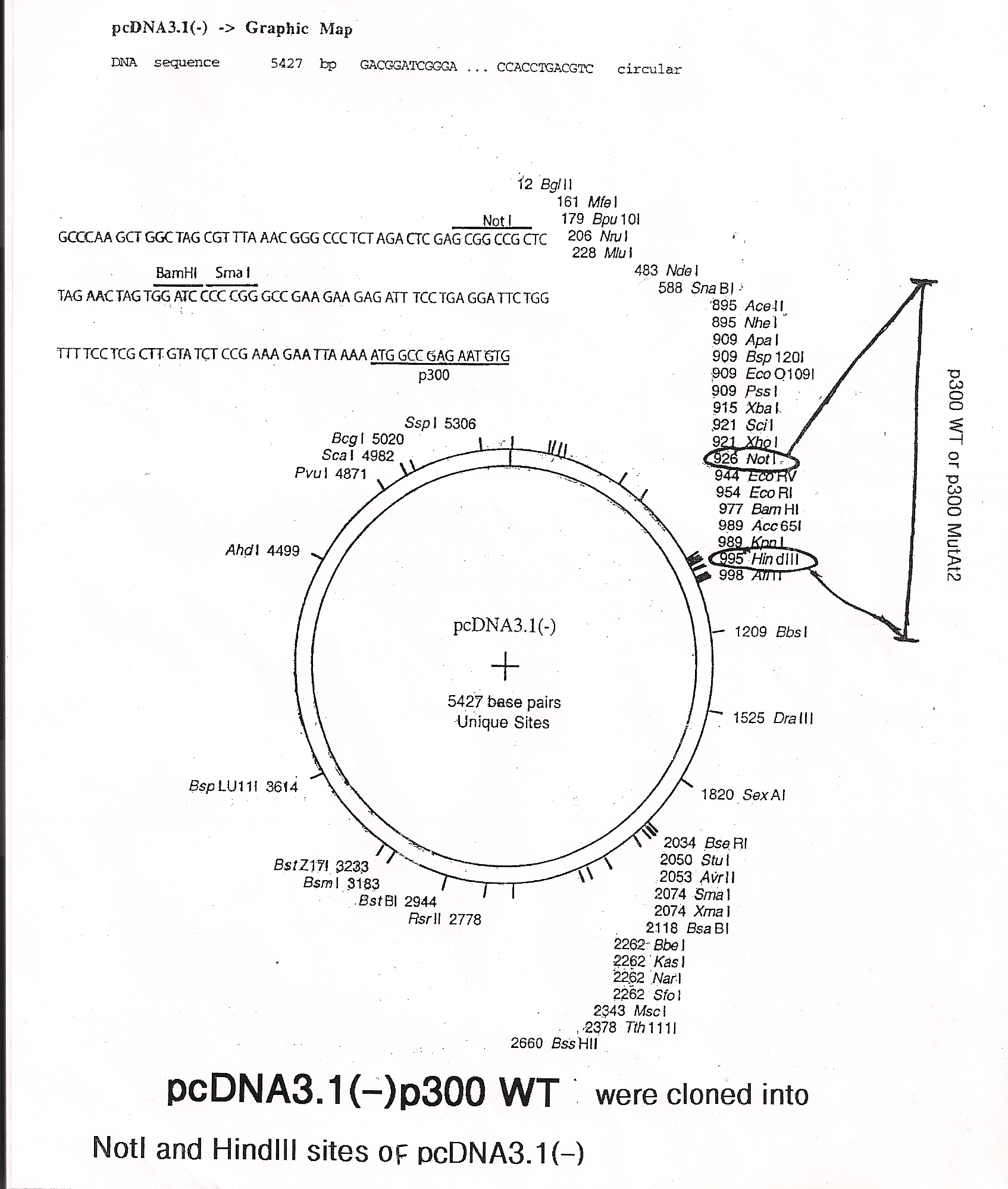 pcDNA3.1 Vector Sequence