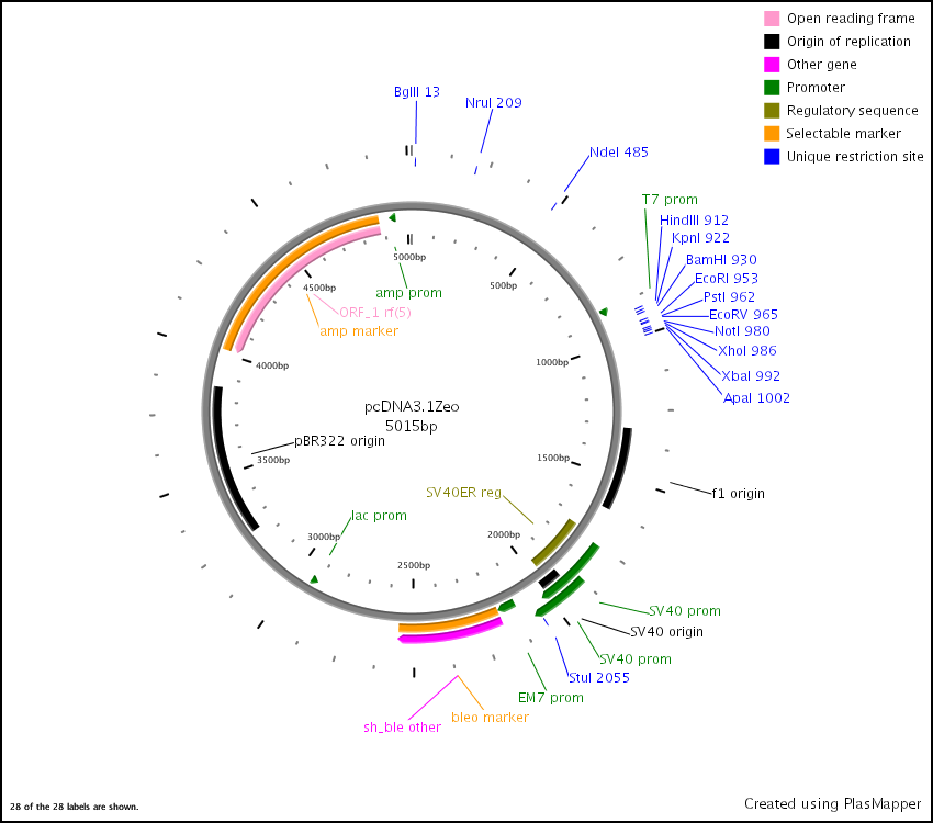 pcDNA3 Vector Map