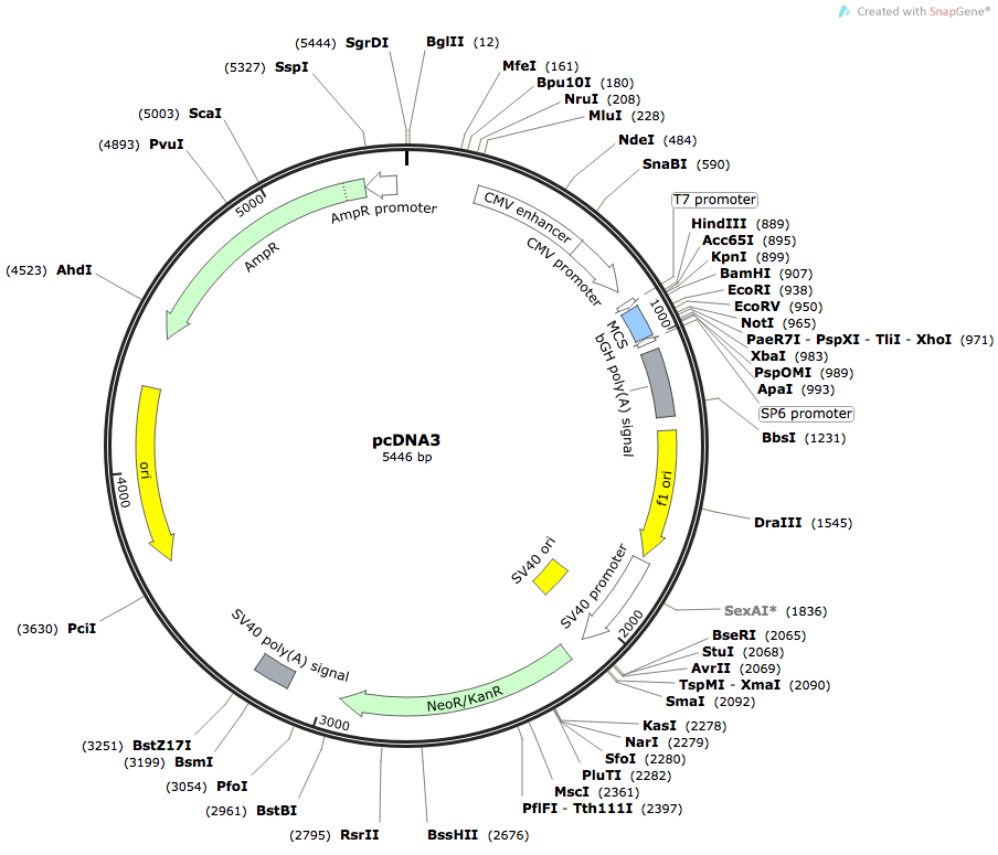 pcDNA3 Vector Map