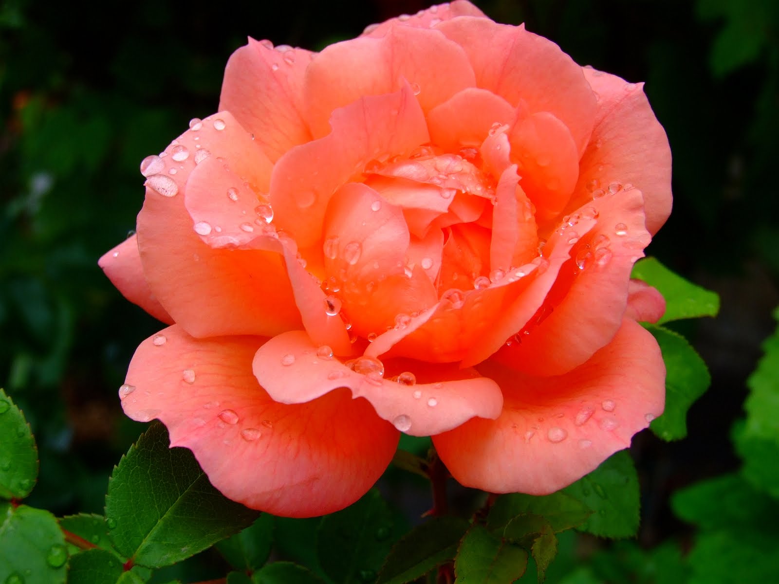 Peach Roses Flower