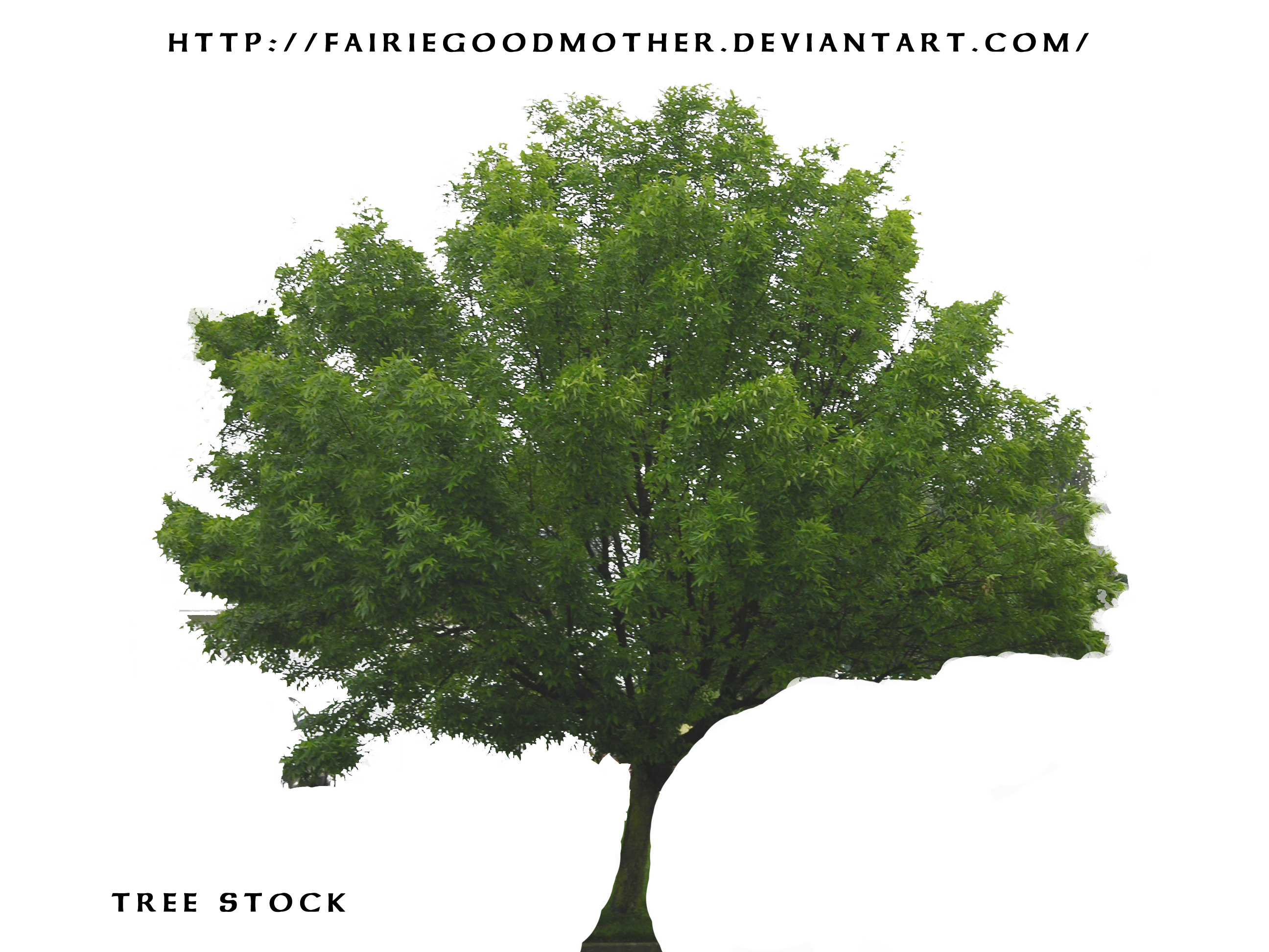 15 Tree Stock Photography Images