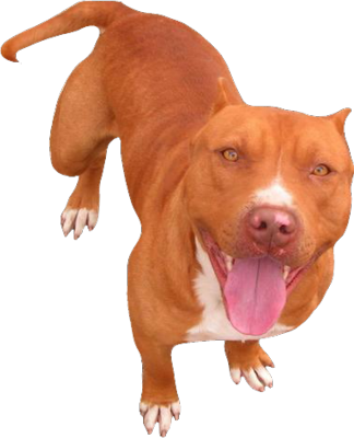 Red Nose Pitbull