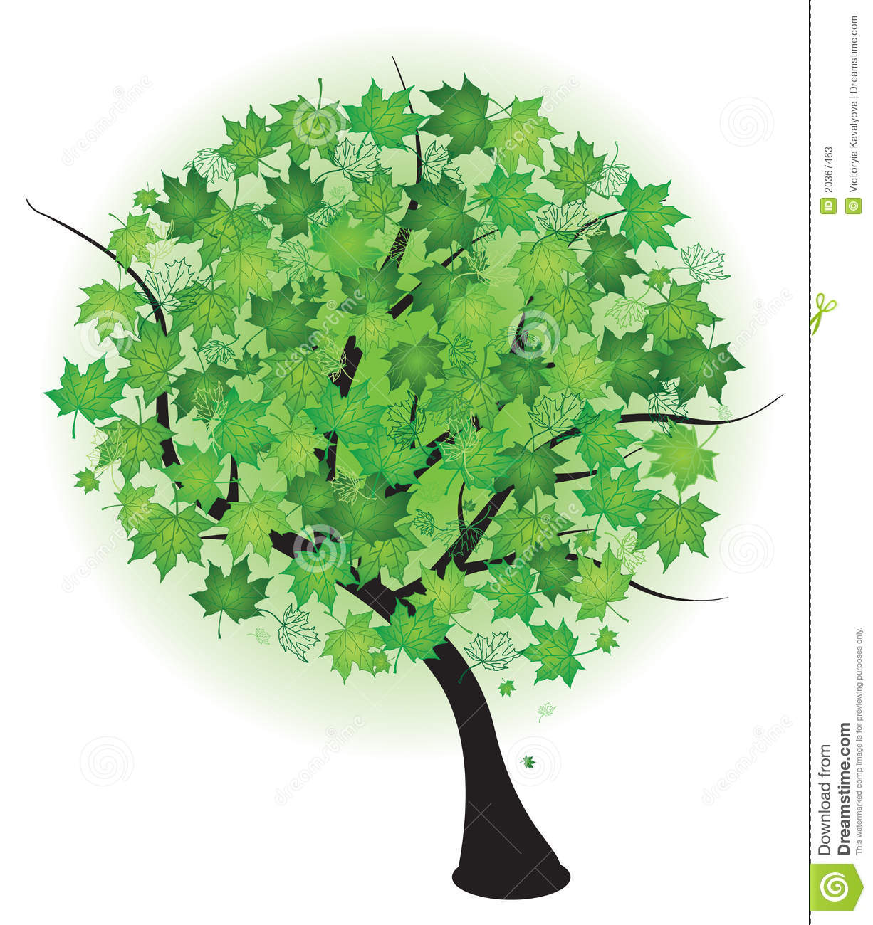 Summer Green Maple Tree