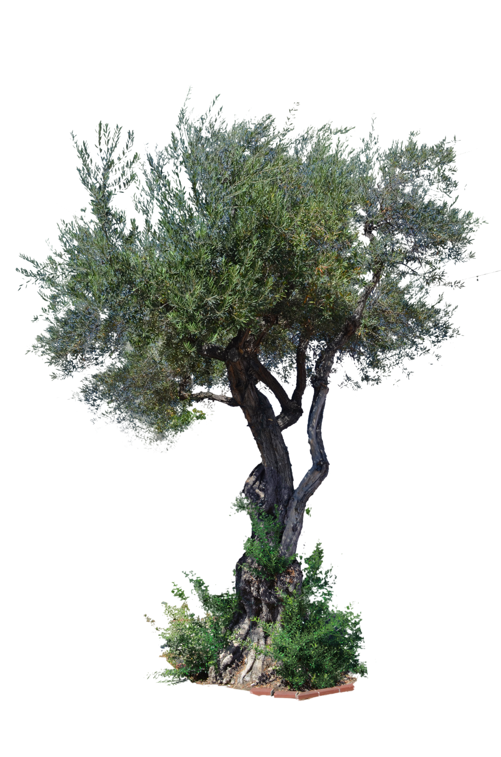 Tree Stock