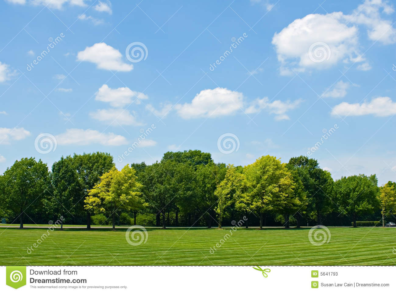 Tree with Sky Line