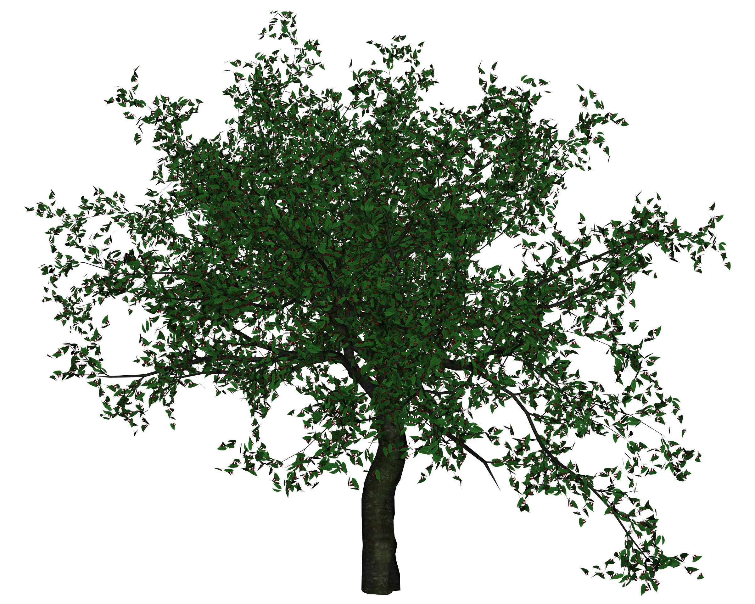 Trees Transparent Stock