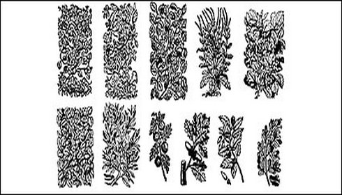 Vector Graphics Black and White Plant Vector Graphics Black and White Plant