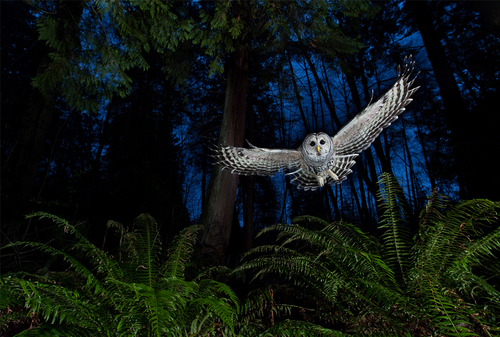 Wildlife Photographer of the Year 2013