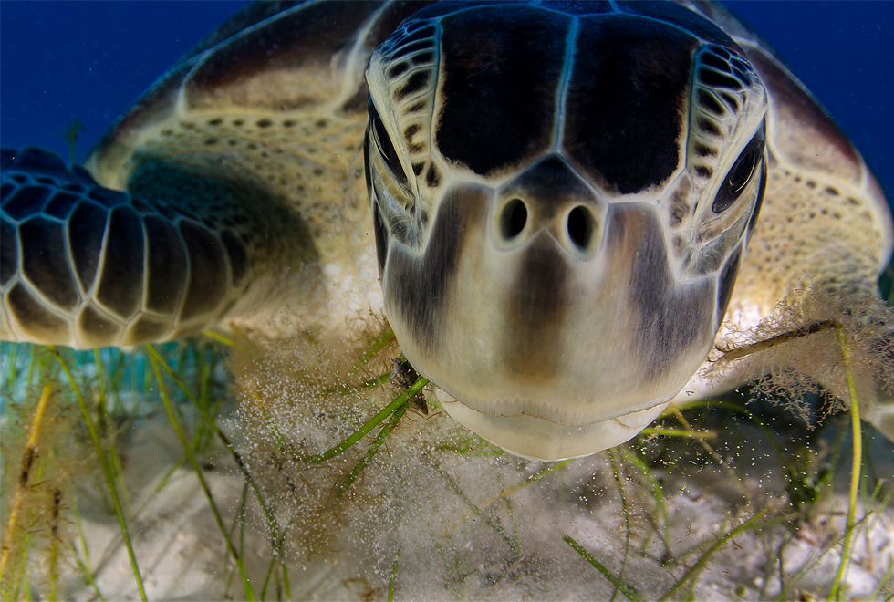 Wildlife Photographer of the Year 2013