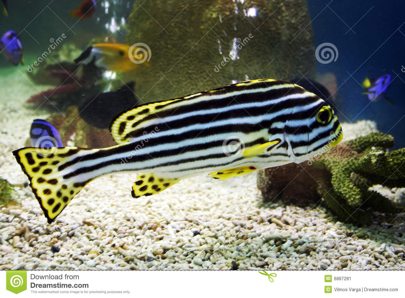 Yellow Fin Zebra Fish