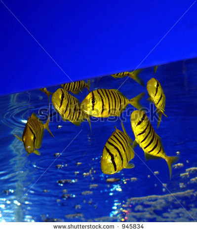 Yellow Striped Zebra Fish
