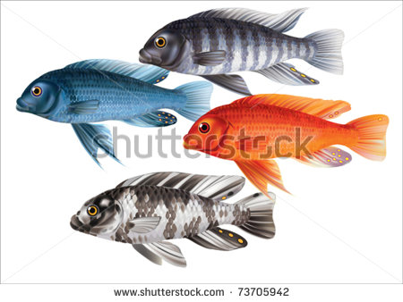 Zebra Striped Fish