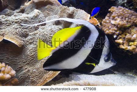 Zebra Striped Fish