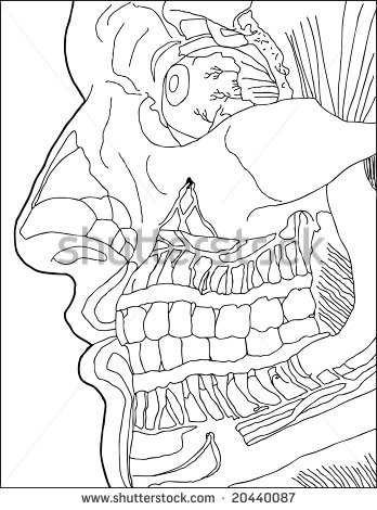 Contour Line Drawing Vector Contour Line Drawing Vector