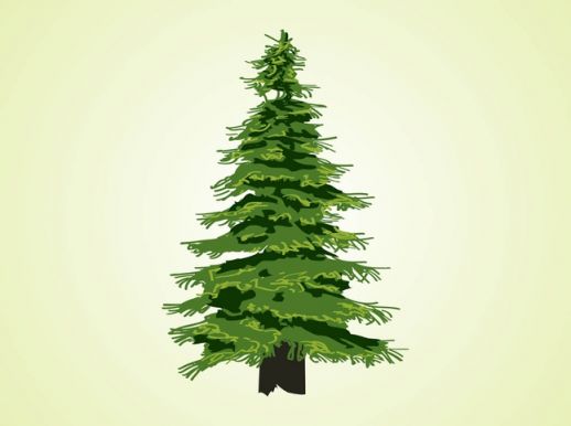 Evergreen Tree Vector