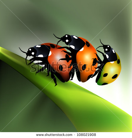 Lady Bug Vector Image