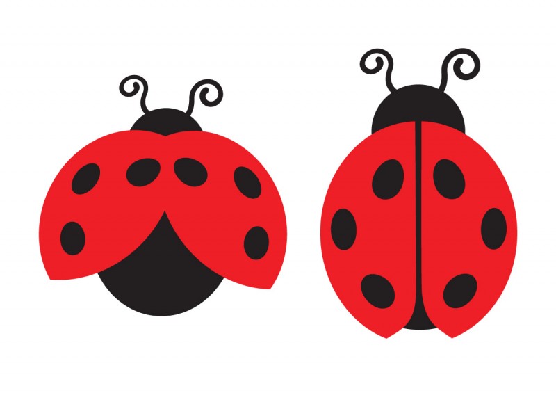 Lady Bug