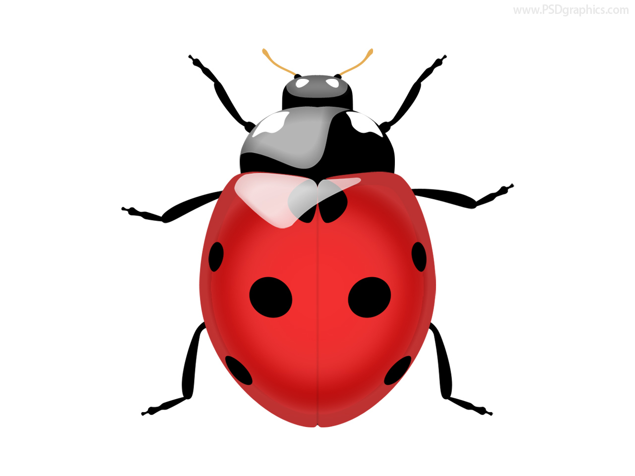 Ladybug Icon