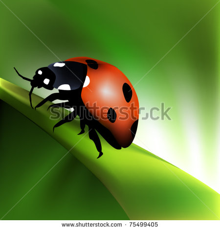 Ladybug Vector