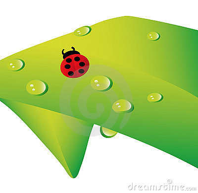 Ladybug Vector