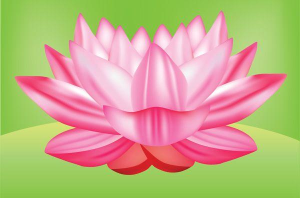 Lotus Flower Graphic